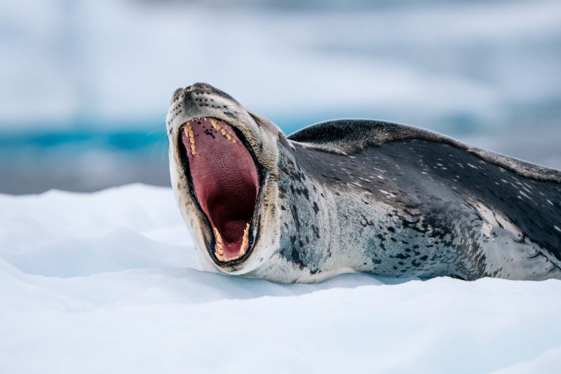 HX Yawning Leopard Seal
