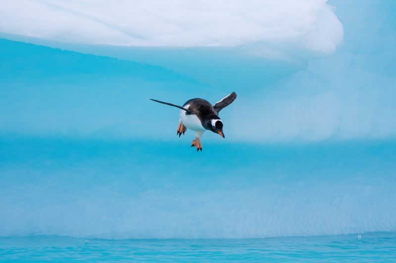 HX Antarctica Gentoo Penguin