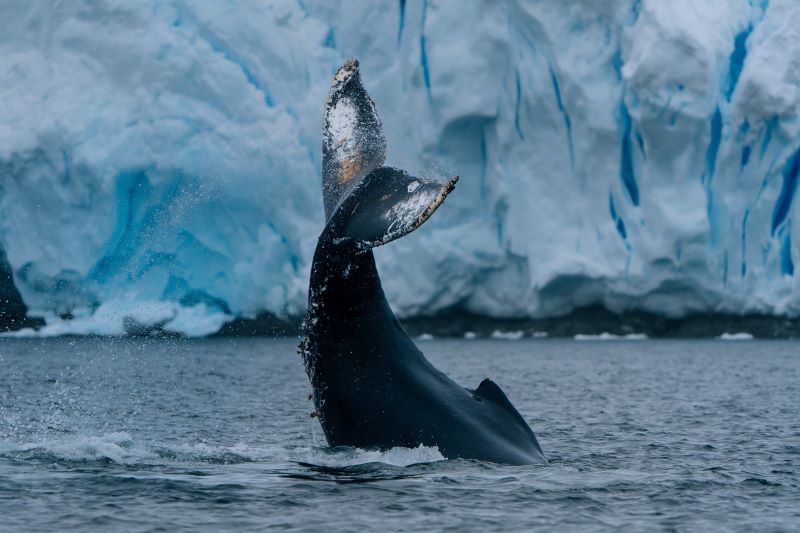 HX Antarctica Humpback Whale