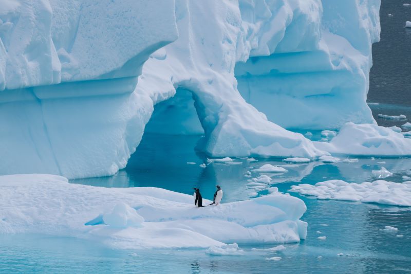 HX Antarctica Neko Harbour Penguins