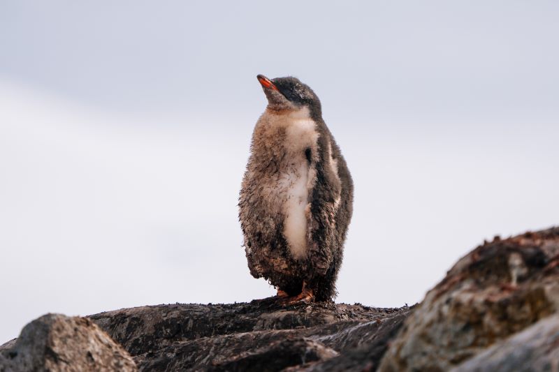 HX Antarctica Gentoo Penguin Chick