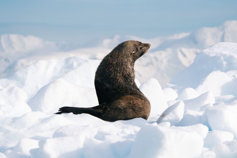 HX Antarctic Fur Seal