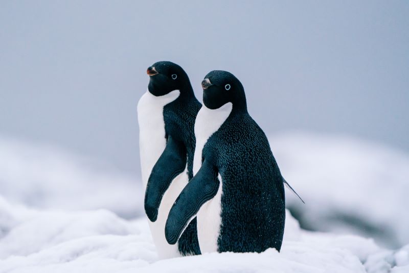 HX Two Adélie Penguins