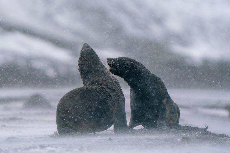 HX Fur Seals