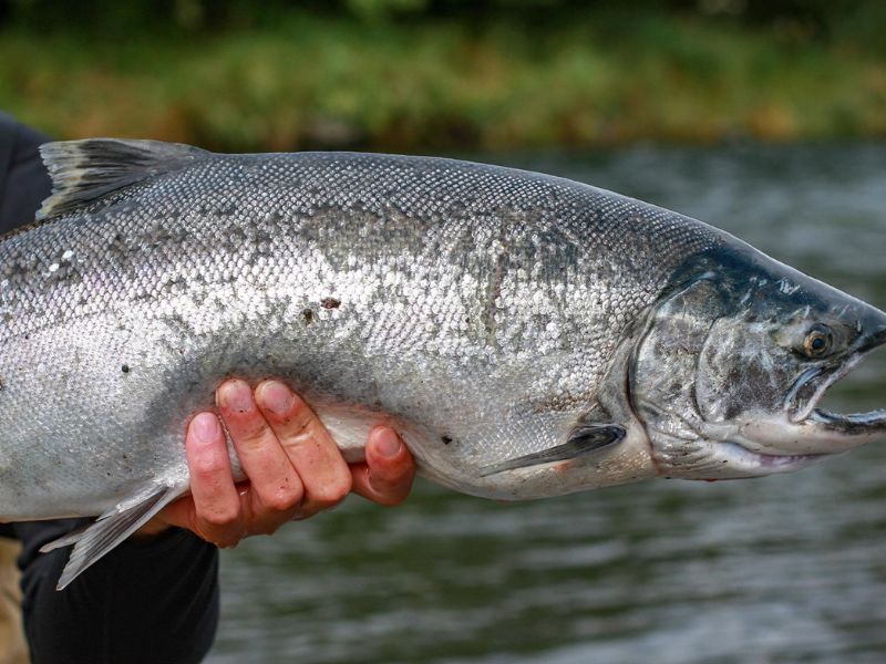 Exclusive Skiff Fishing and Fresh Catch Wilderness Dining Shore Excursion