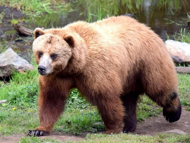 Best of Sitka
