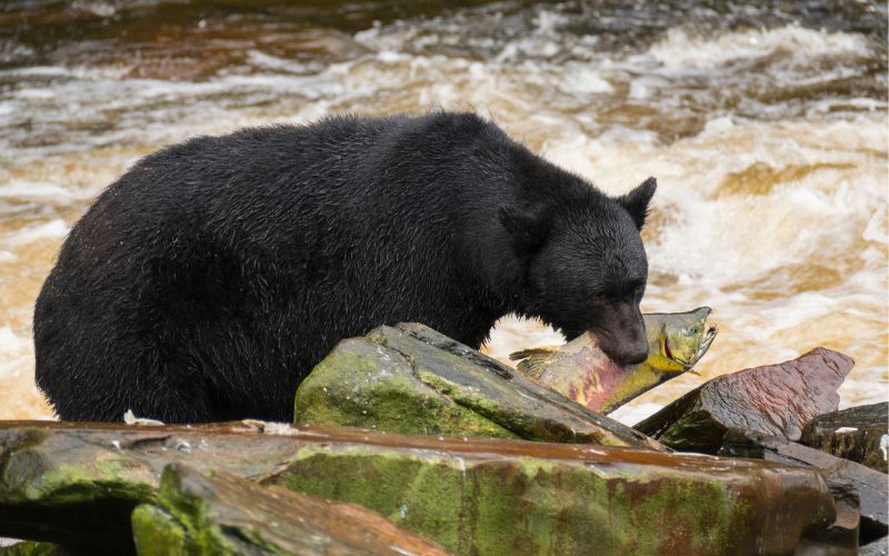 Alaska bear