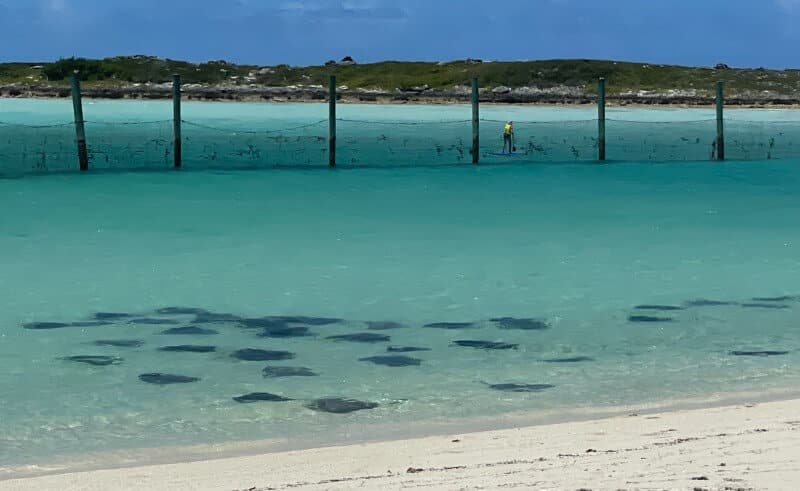 Snorkel with Stingrays at Castaway Cay