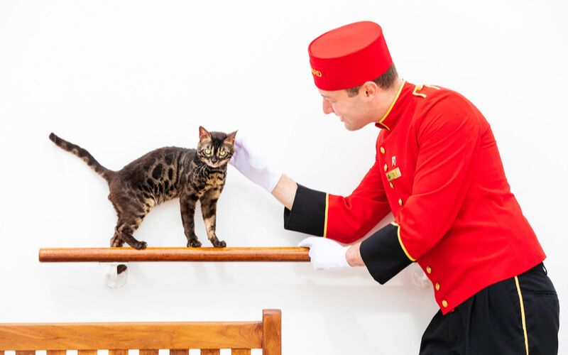 Cat with Kennel Master on Queen Mary 2