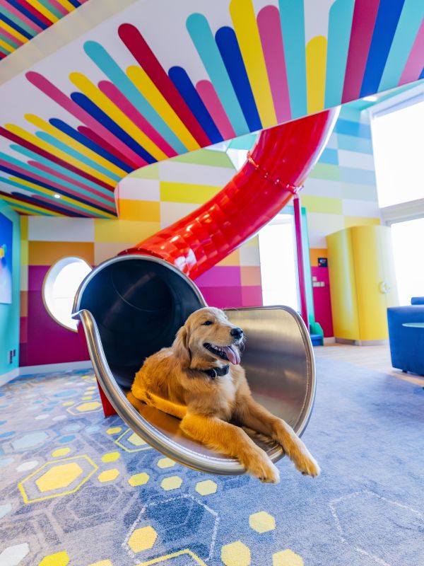 Chief Dog Officer in Ultimate Family Suite Royal Caribbean