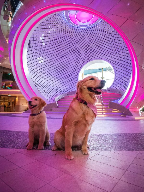 Chief Dog Officers Meet