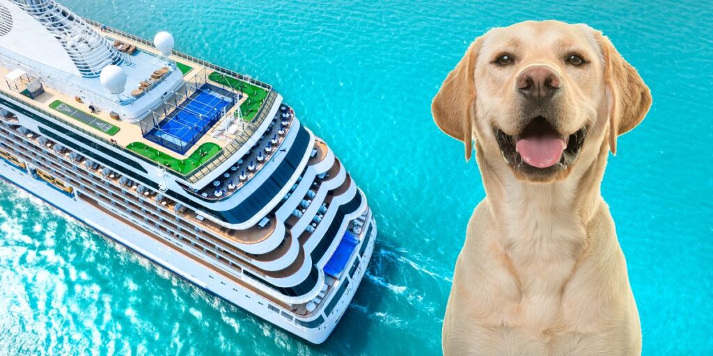 A huge cruise ship cruising the clean open ocean with a optimistic-looking  healthy Labrador on the right part of the frame