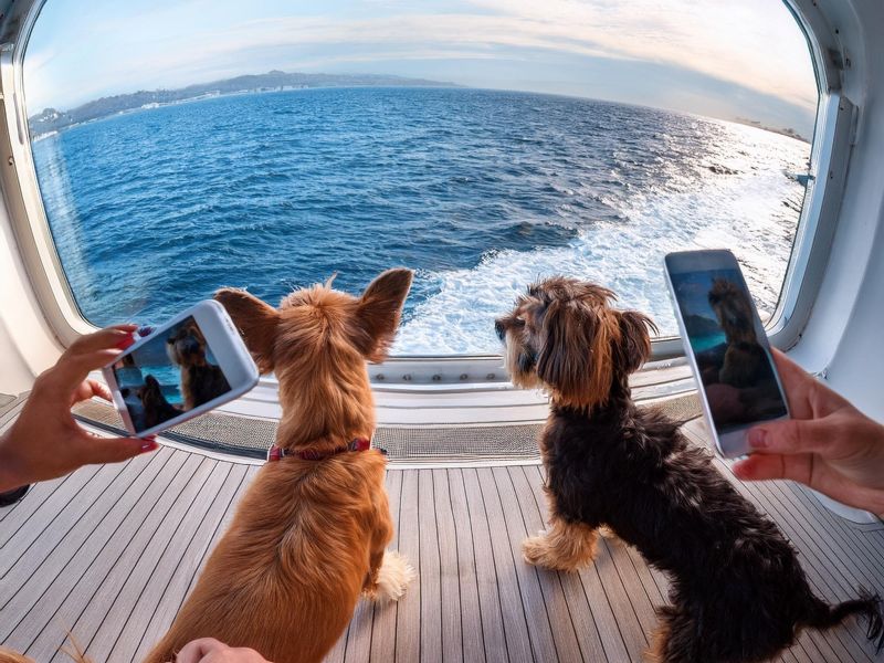 Dogs on a cruise ship