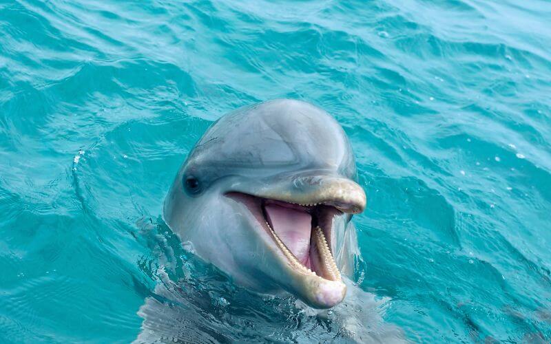 Dolphin encounter