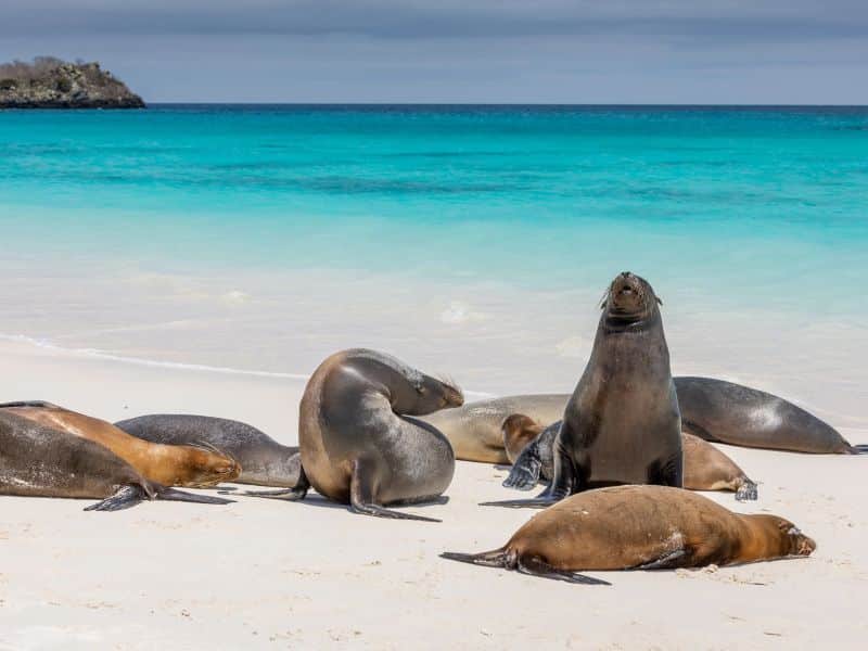 Ecuador Galapagos Islands