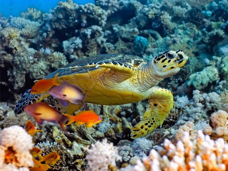 Exclusive Supreme Snorkeling – Grand Turk, Turk and Caicos