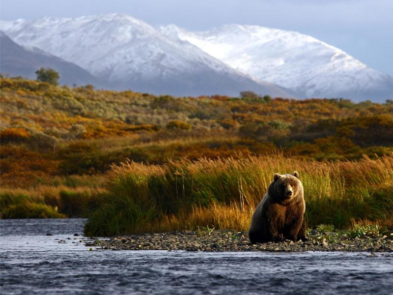 Exclusive Wildlife and Bear Search