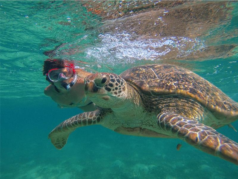 Half Day Sail and Snorkel with the Turtles – St. Thomas, US Virgin Islands