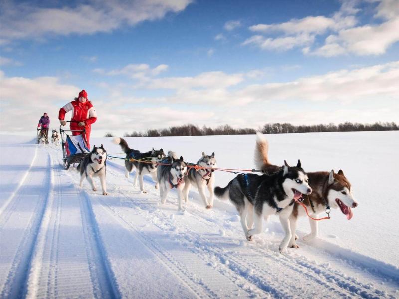 Helicopter Dog Sledding