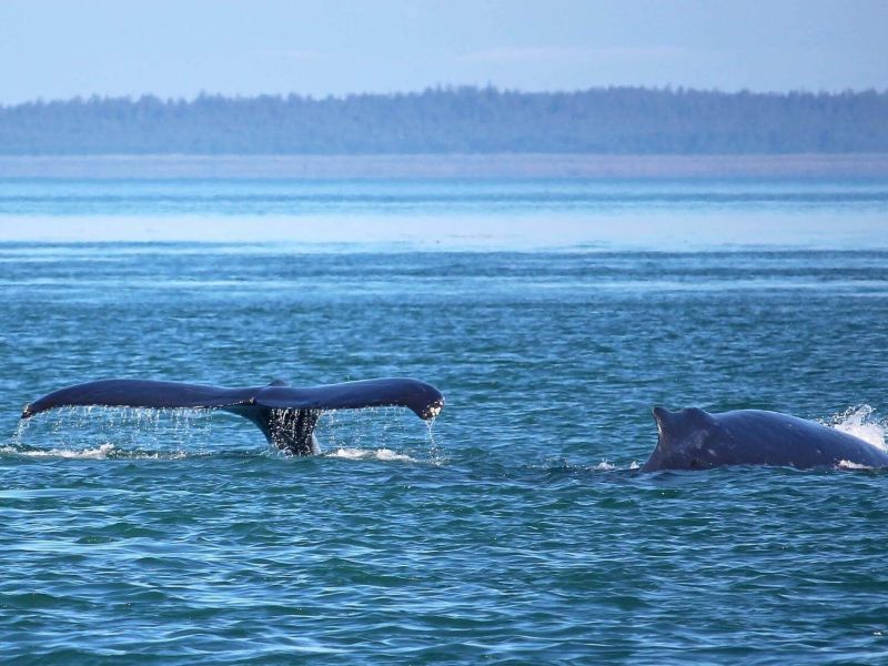 Whale watching