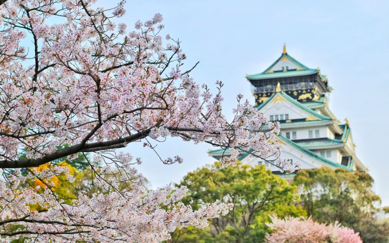 Blossom on the trees in Japan