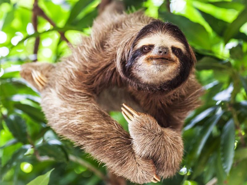 Monkeys, Sloths and Iguanas – Roatan Island, Honduras