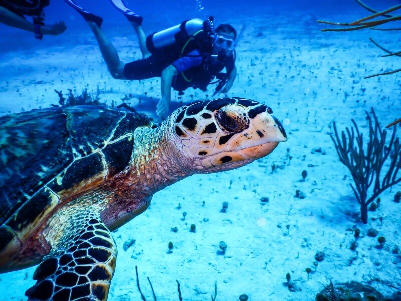 Ocean Cay snorkelling