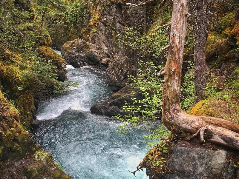Rainforest Walk and Totem Park