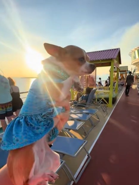 Emotional support chihuahua on Royal Caribbean cruise