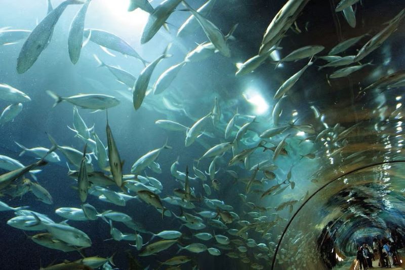 Oceanographic Aquarium in Valencia Spain
