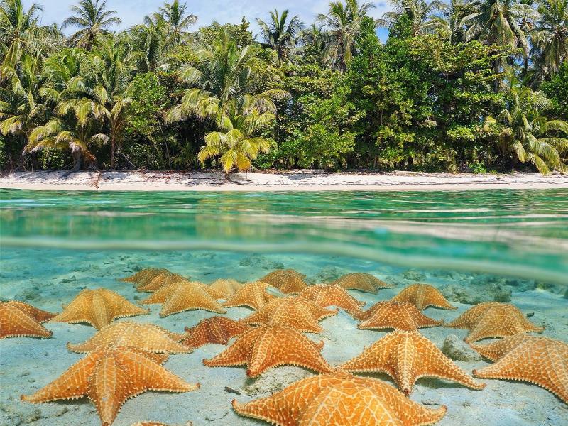 Stingray City, Barrier Reef and Starfish Beach – George Town, Grand Cayman