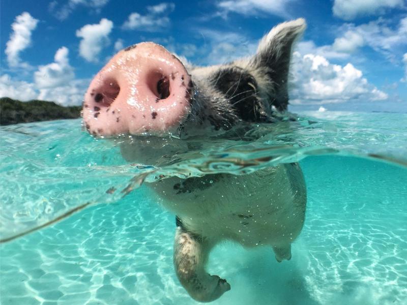 Swimming Pigs, Snorkeling, and Sun – Nassau, Bahamas