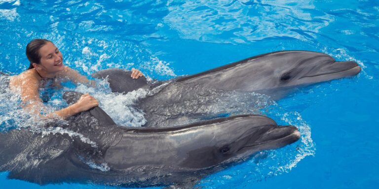 Swimming with dolphins
