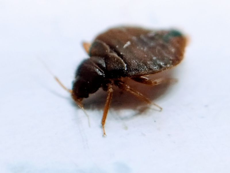Bedbug