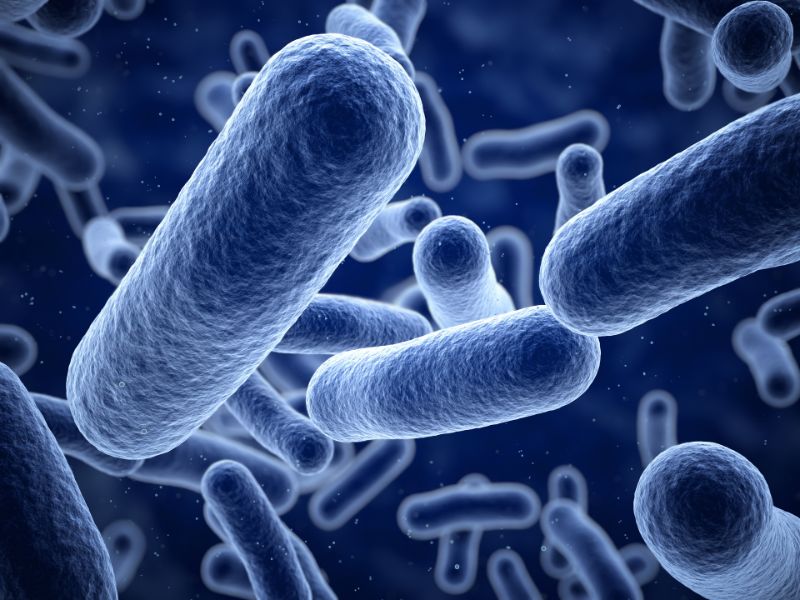 Legionnaire's disease bacteria