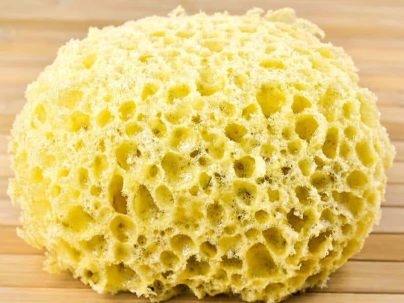 Sponge