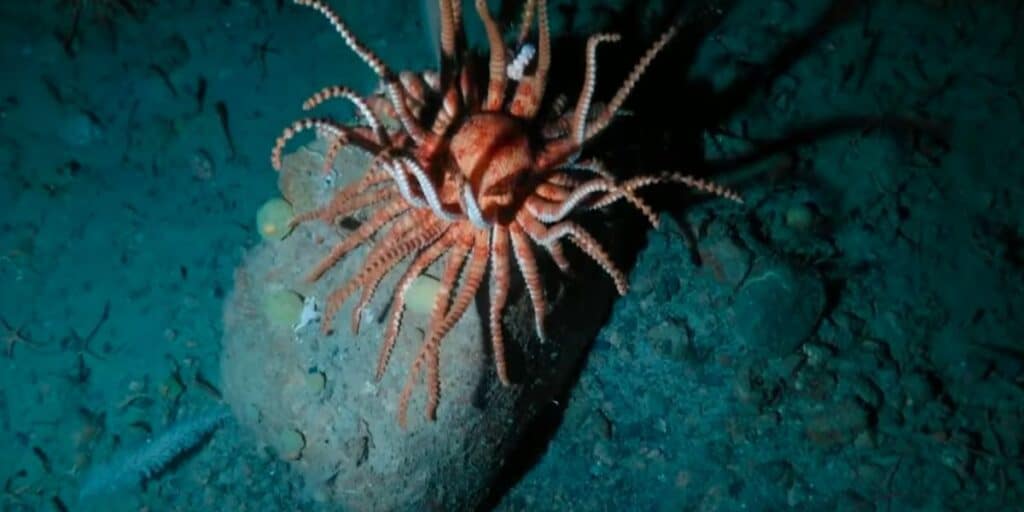 Antarctica Seabed