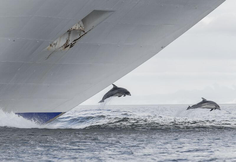 dolphins beneath a cruise ship
