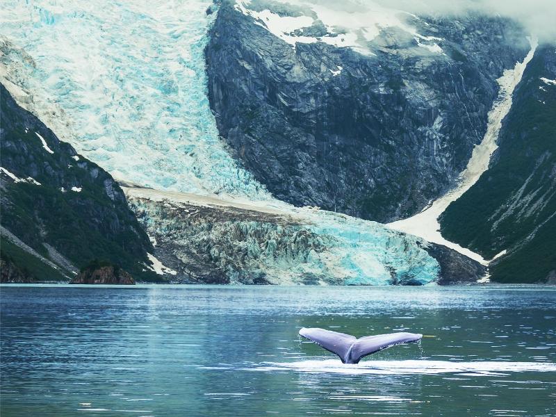 Whales and Mendenhall