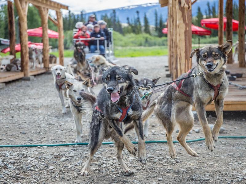 Yukon Dog Musher Adventure Tour