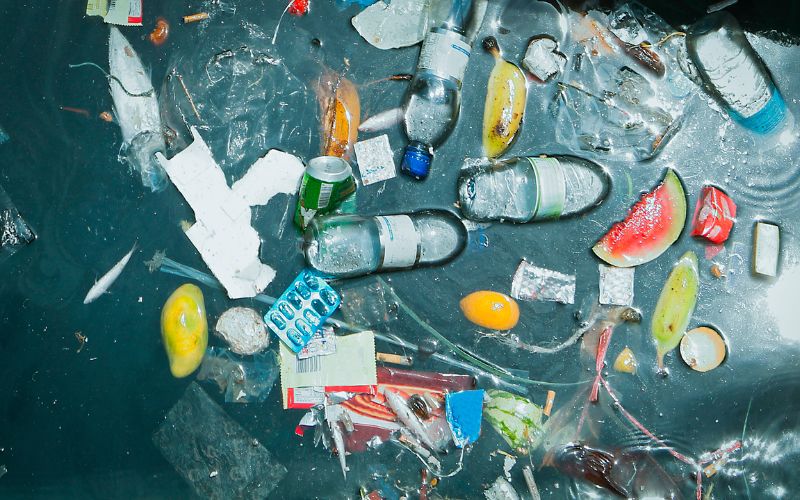 cruise wastes floating around the ocean, imposing harm to marine wildlife that's near it