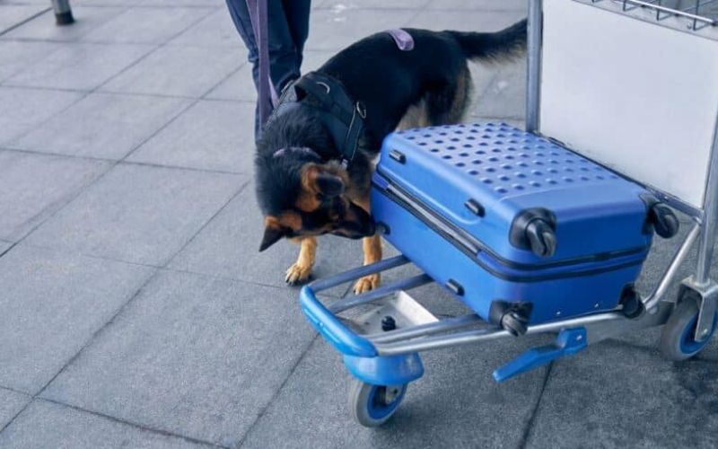 drug dogs at cruise ports and on ships