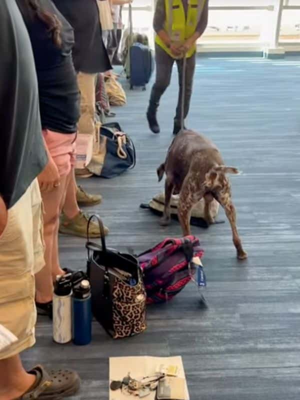 drug dogs at cruise ports