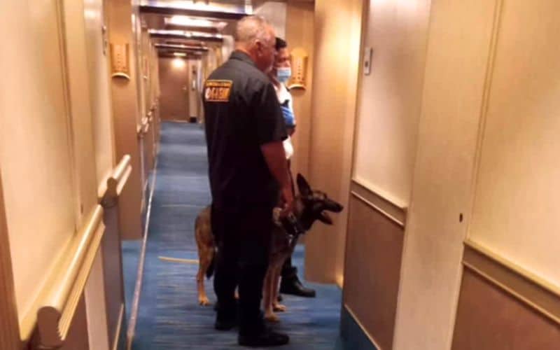 dug dog on cruise ship