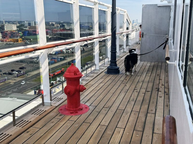A dog on a leash walks along the deck of the Cunard Queen Mary cruise ship, near a red fire hydrant. The deck area is designated for pet kennels, with city views in the background through the glass panels.