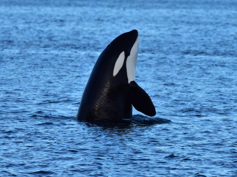orca