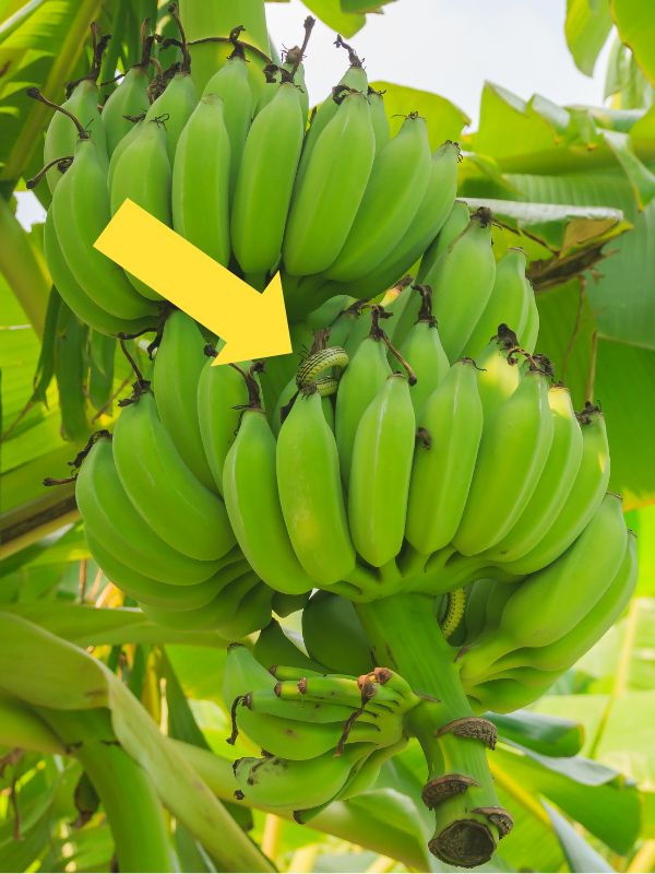 a snake hiding in a banana tree